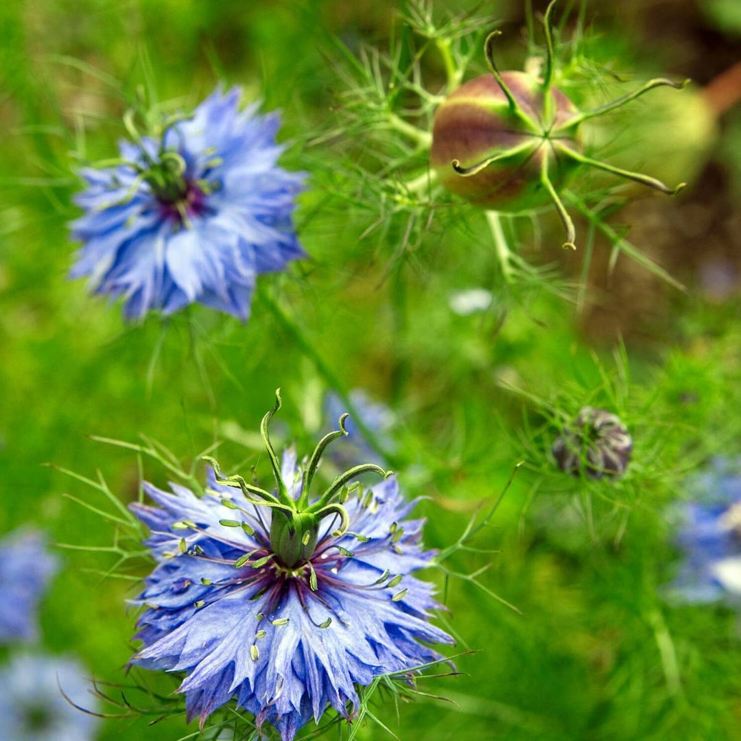 Blue Nigella Jekyll Flower Seeds for Planting – Heirloom, Non-GMO, High Germination, Organic Garden Seeds