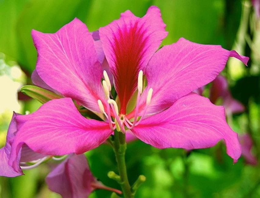 Bauhinia Flower Seeds for Planting, Heirloom, Non-GMHeirloom Bauhinia Flower Seeds, Non-GMO Orchid Tree Blooms for Tropical Garden PlantingO, 100 pcs