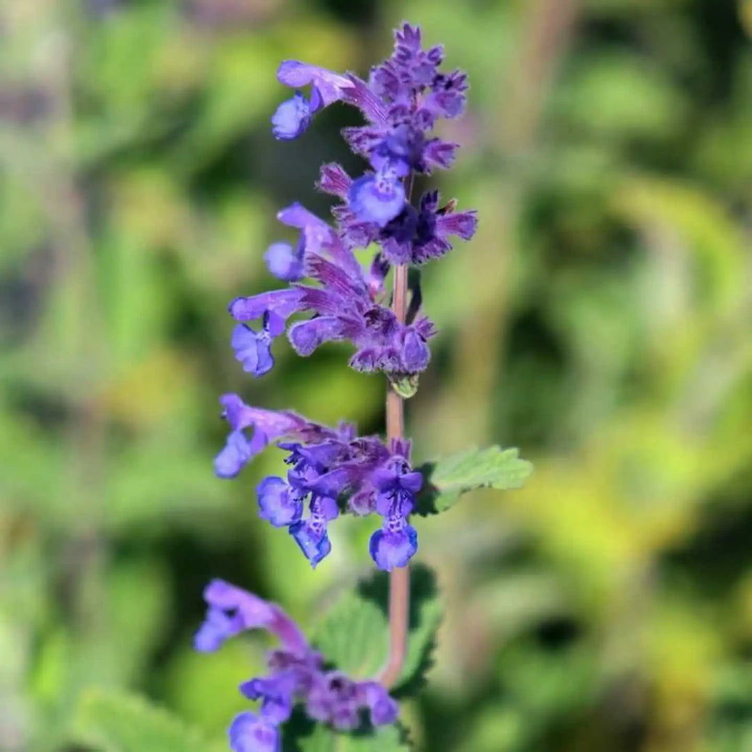 Nepeta Racemosa Flower Seeds for Planting – Heirloom, Non-GMO, High Germination Organic Garden Seeds