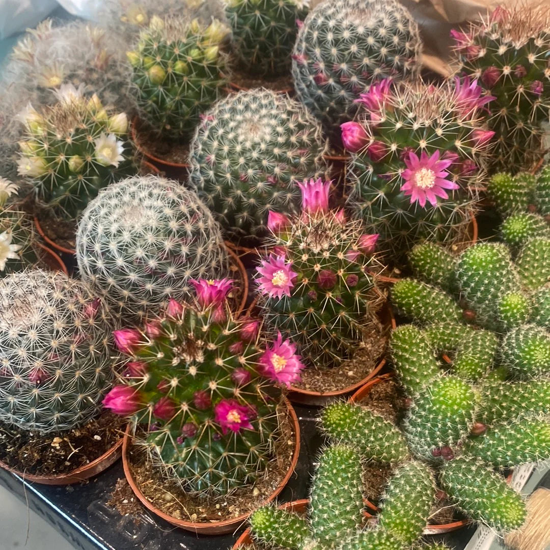 Mammillaria Cactus Seeds – Heirloom Non-GMO – Neeraseeds