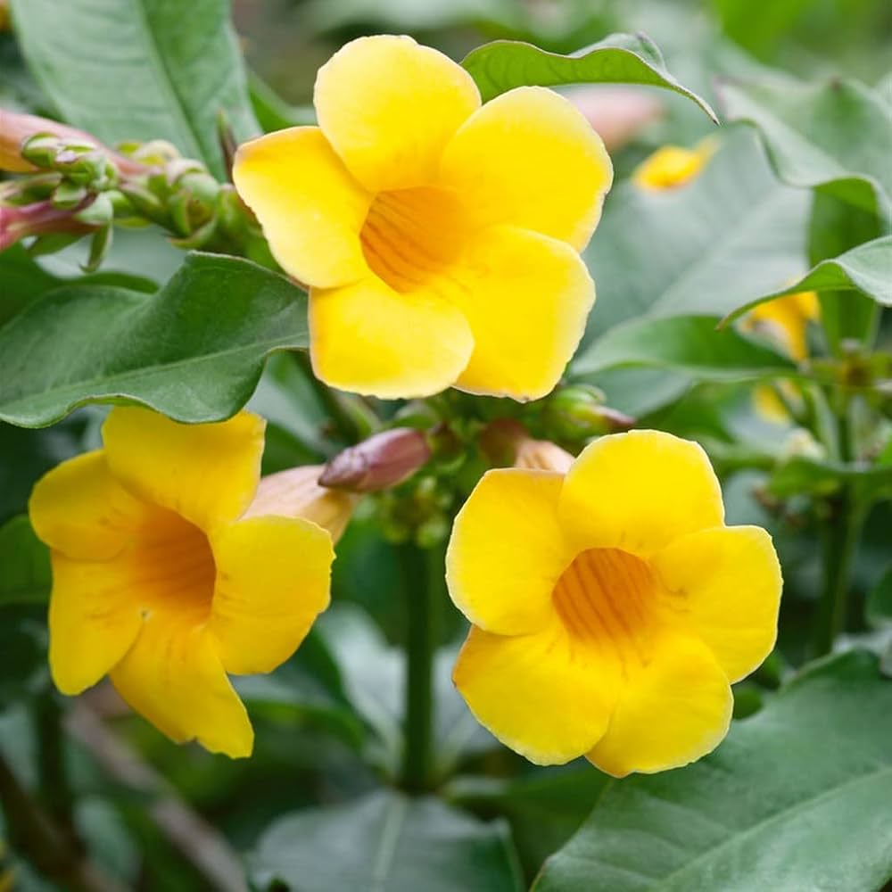 allamanda flower seeds Heirloom Pentalinon Luteum Flower Seeds, Non-GMO Yellow Allamanda Blooms  for Tropical Garden Planting