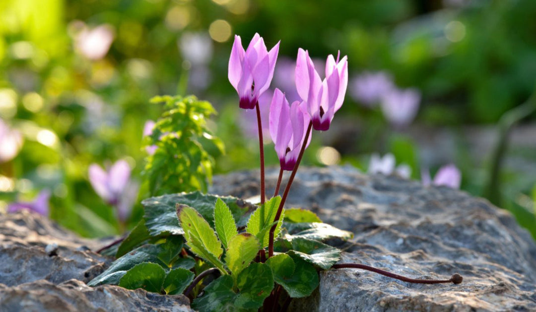 Purple White Cyclamen Flower Seeds for Planting – Heirloom, Non-GMO, High Germination Organic Garden Seeds