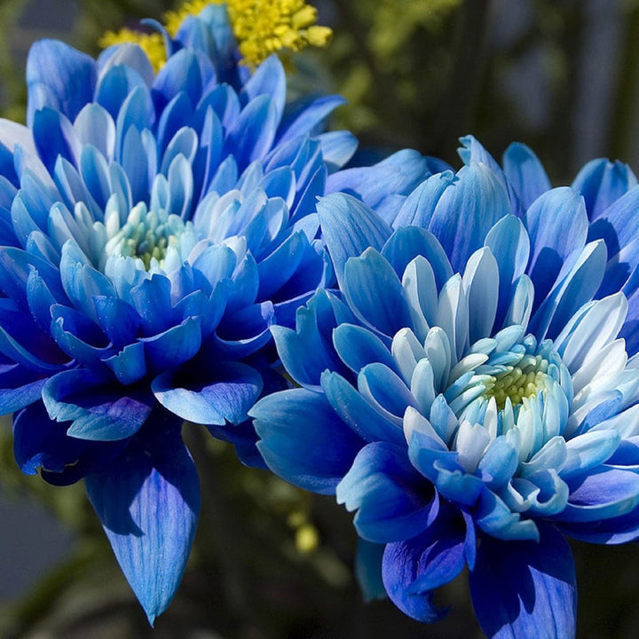 Blue White Chrysanthemum Flower Seeds – Heirloom, Non-GMO Seeds for Planting Garden Blooms