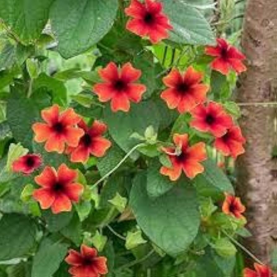 Alata Flower Seeds for Planting, NON GMO Seeds