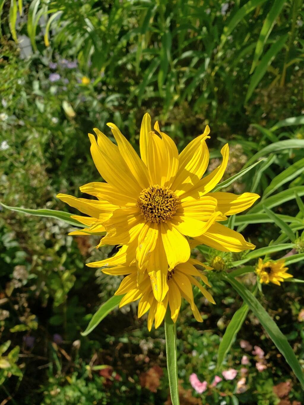 Yellow Maximilian Sunflower Seeds for Planting – Heirloom, Non-GMO, Perennial Pollinator-Friendly Blooms