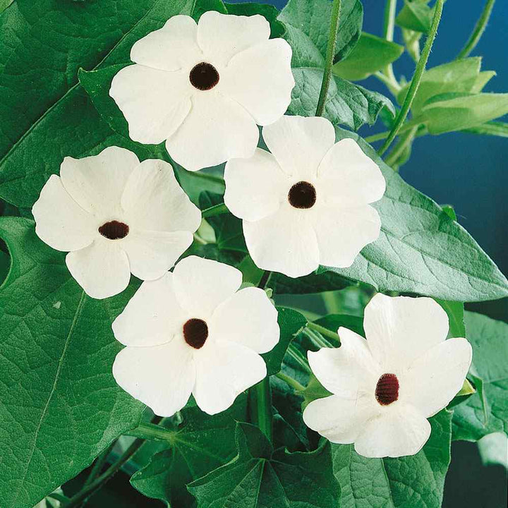 White Thunbergia Flower Seeds – Heirloom Non-GMO Seeds for Climbing and Decorative Garden Planting