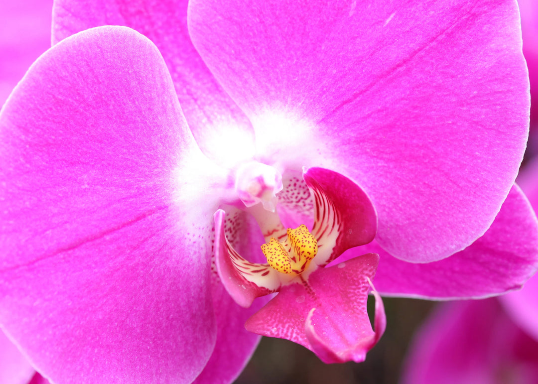 Baby Pink Phalaenopsis Orchid Seeds for Planting – Heirloom, Non-GMO, High Germination Organic Garden Seeds