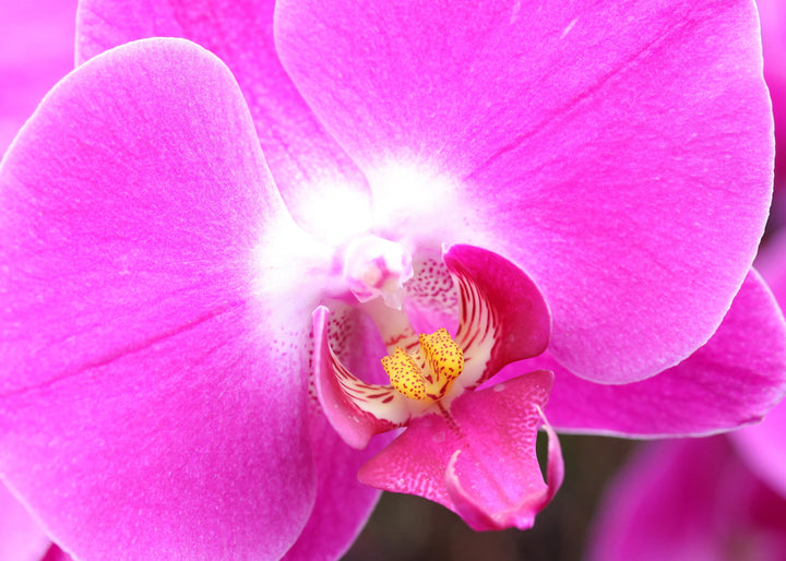 Baby Pink Phalaenopsis Orchid Seeds for Planting – Heirloom, Non-GMO, High Germination Organic Garden Seeds