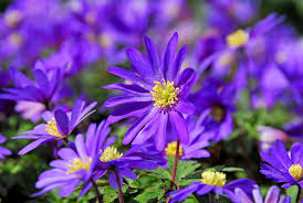 Anemone Blanda Flower Seeds for Planting – Heirloom, Non-GMO, High Germination Organic Garden Seeds