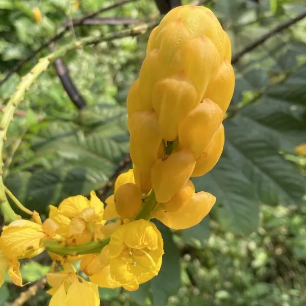 Yellow Candlestick Flower Seeds for Planting - NON GMO Seeds