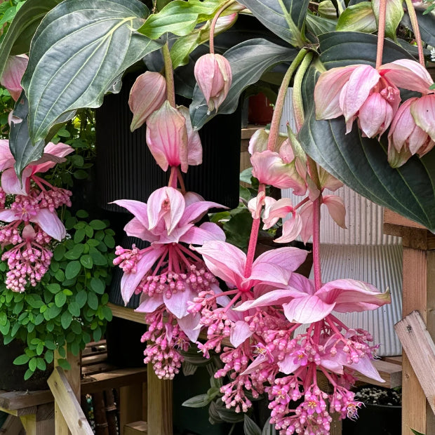 medinilla magnifica flower seeds Heirloom Medinilla Flower Seeds, Non-GMO Tropical Pink Blooms for Exotic  Garden Planting