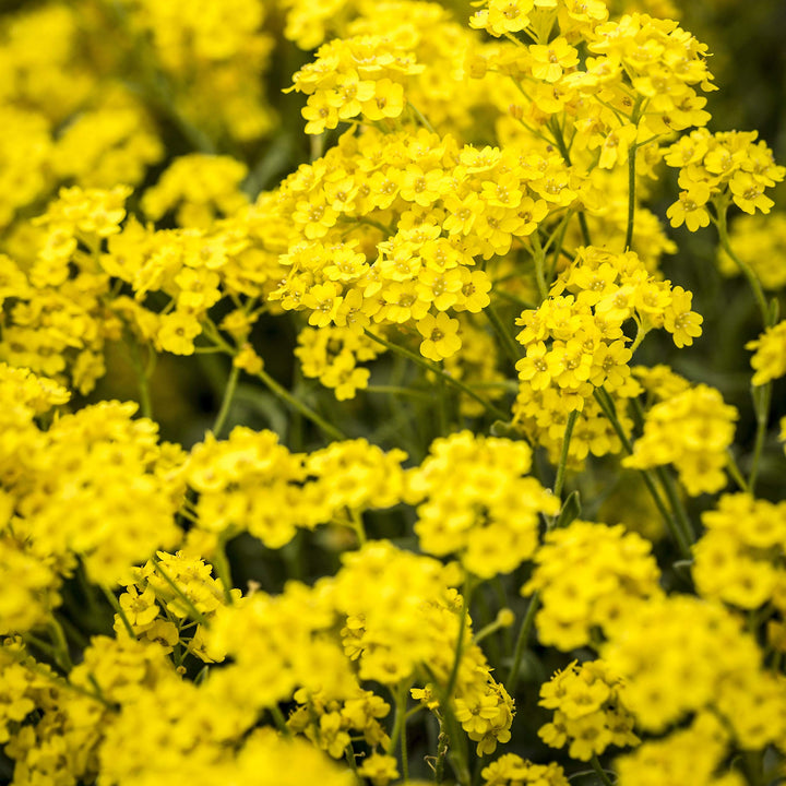 Yellow Aurinia Flower Seeds – Heirloom Non-GMO Alyssum Blooms for Sunny Rock Gardens
