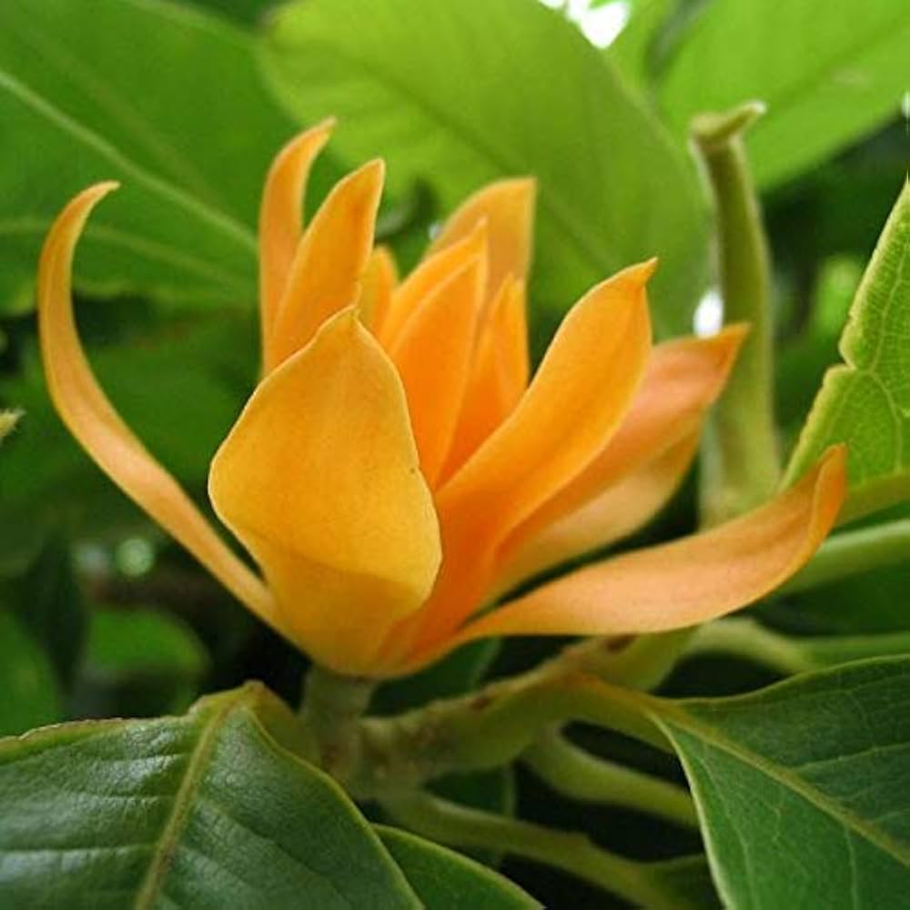 Michelia Flower Seeds for Planting – Heirloom, Non-GMO, High Germination Organic Garden Seeds