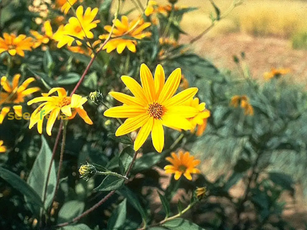 Topinambur Flower Seeds for Planting – Heirloom, Non-GMO, High Germination Organic Garden Seeds