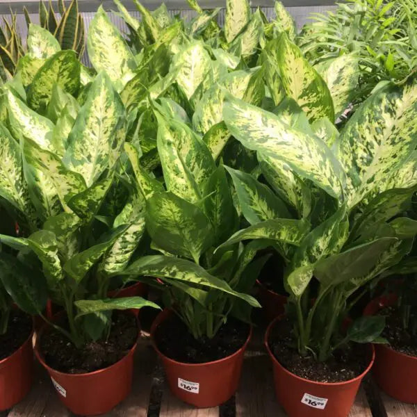 sansevieria seeds Green Sansevieria Plant Seeds for Planting – Heirloom, Non-GMO Seeds for  Hardy Indoor Growth