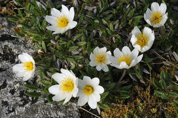 White Burren Flower Seeds for Planting – Heirloom, Non-GMO, High Germination Organic Garden Seeds