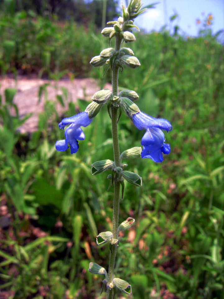 Blue Sage Flower Seeds – Heirloom Non-GMO Herb Blooms for Vibrant Garden Planting