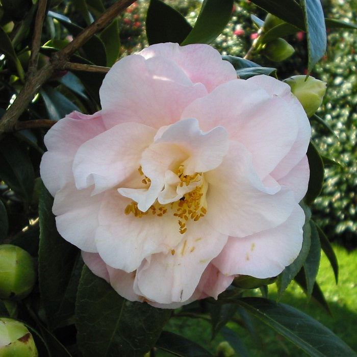 Camellia flower seeds planting, 100 pcs