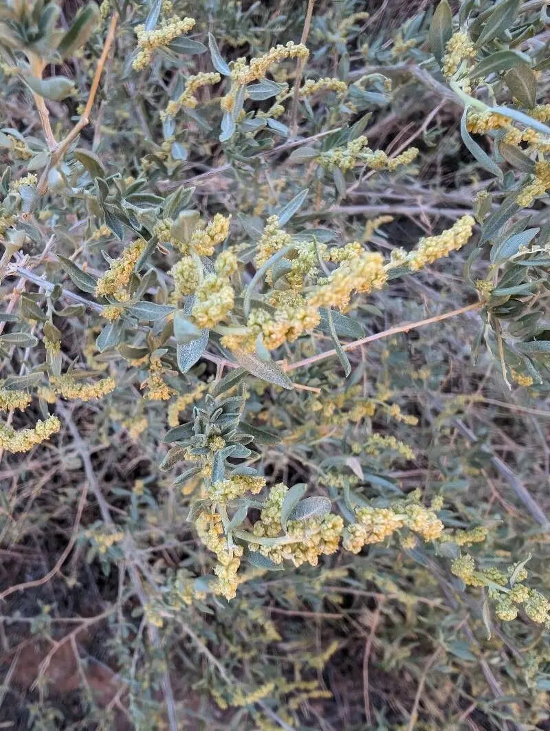 Atriplex Canescens Seeds for Planting - NON GMO Seeds