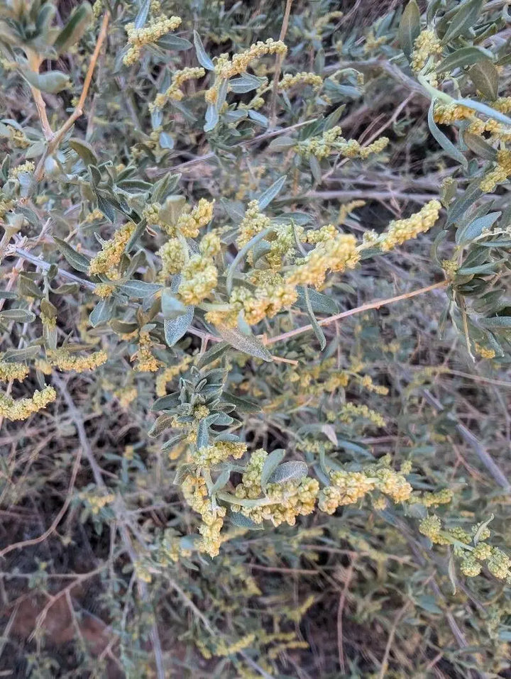 Atriplex Canescens Seeds for Planting - NON GMO Seeds