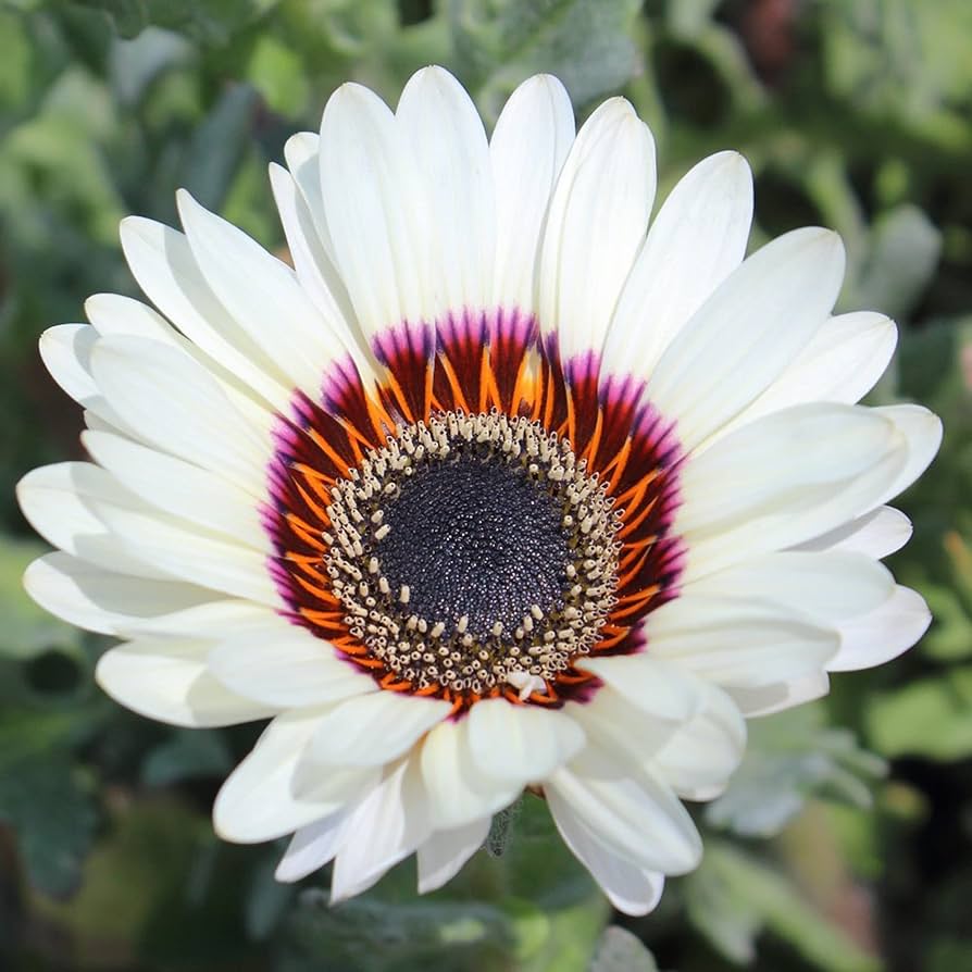 White Sunflower Flower Seeds for Planting – Rare Blooming Variety for Garden Charm, Heirloom Non-GMO