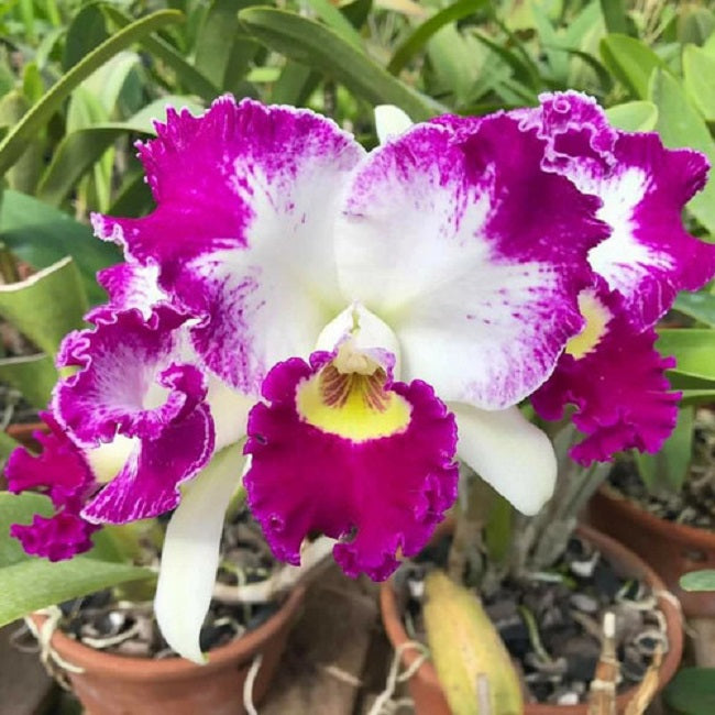 Cattleya Flower Seeds for Planting – Heirloom, Non-GMO Seeds for Exotic Orchid Blooms