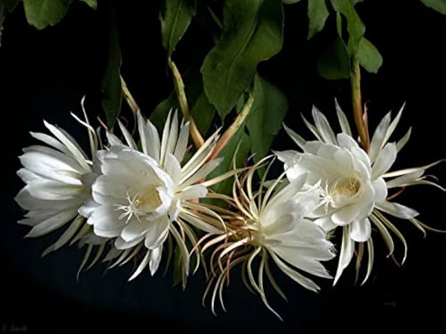 Epiphyllum Oxypetalum Flower Seeds for Planting – Heirloom, Non-GMO, High Germination Organic Garden Seeds