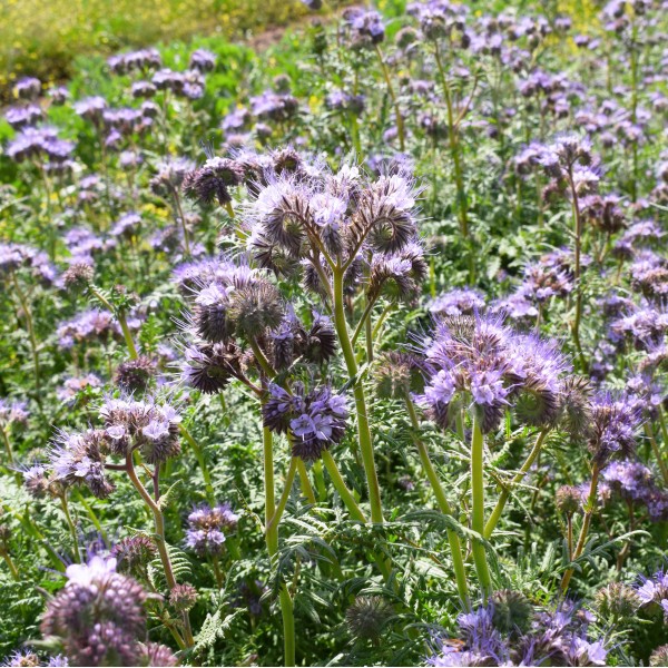 Manure Flower Seeds for Planting – Heirloom, Non-GMO, High Germination, Organic Garden Seeds