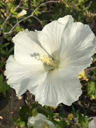 White Sharon Rose Plant Seeds for Planting – Non-GMO, Heirloom Garden Seeds for Growing