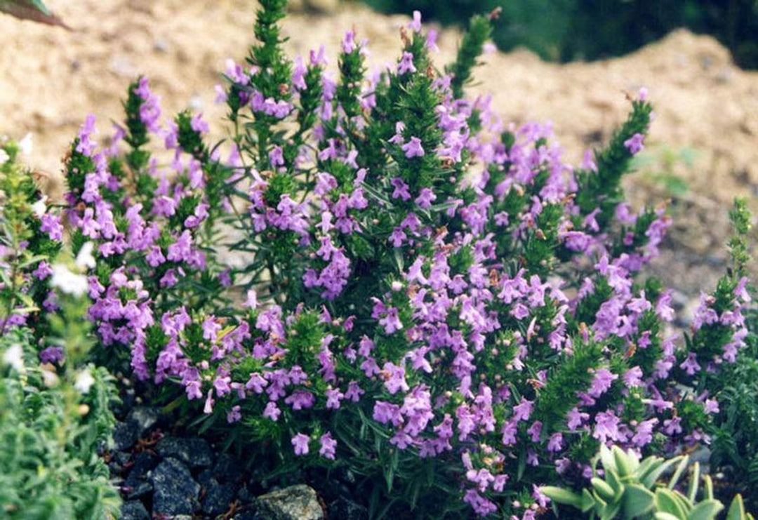 Purple Savory Satureja Flower Seeds for Planting – Heirloom, Non-GMO, High Germination, Organic Garden Seeds