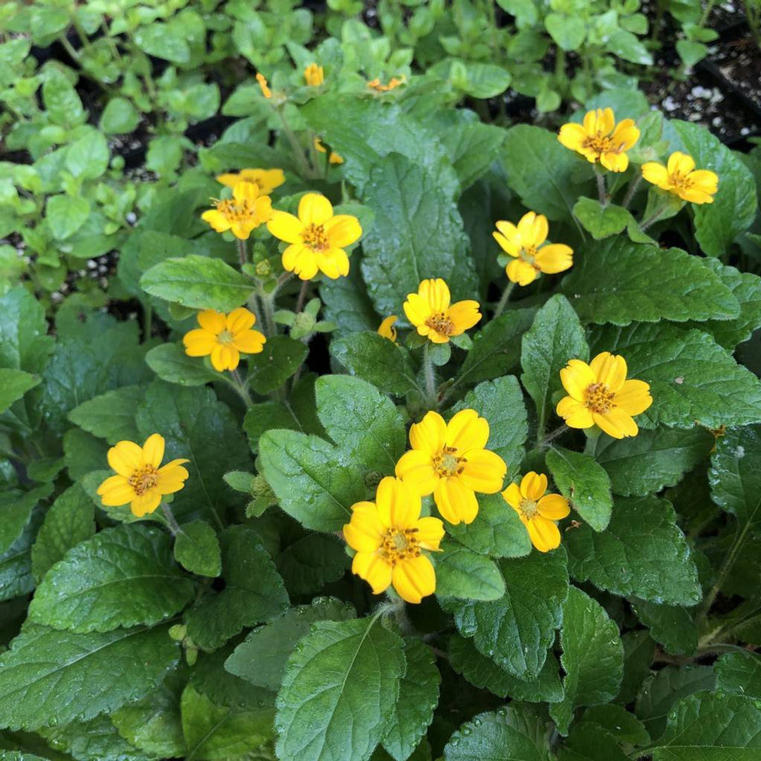 Chrysogonum Virginianum Flower Seeds for planting – Heirloom, Non-GMO, Easy to Grow Perennial Seeds