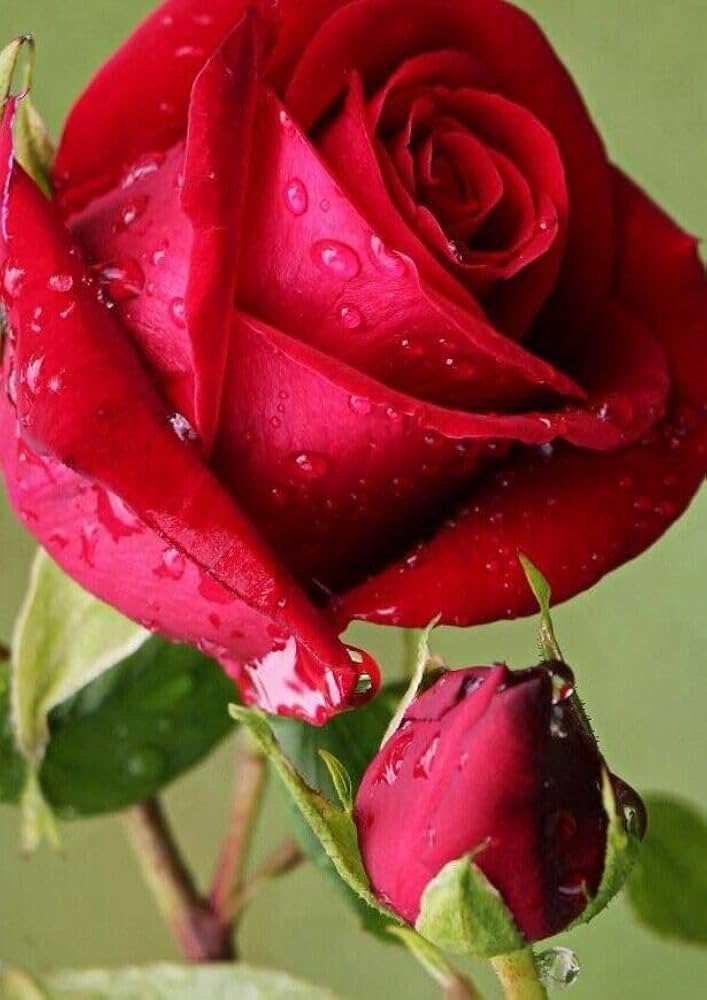 Full Red Rose Plant Seeds for Planting Non-GMO Heirloom Garden Seeds for Growing Beautiful Roses