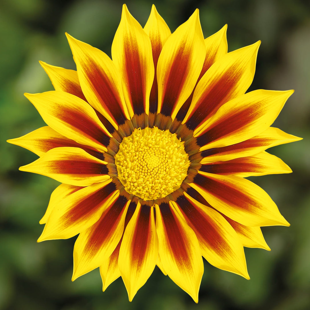 Yellow & Red Gazania Rigens Heirloom Non-GMO Seeds for Planting – Vibrant Garden Blooms