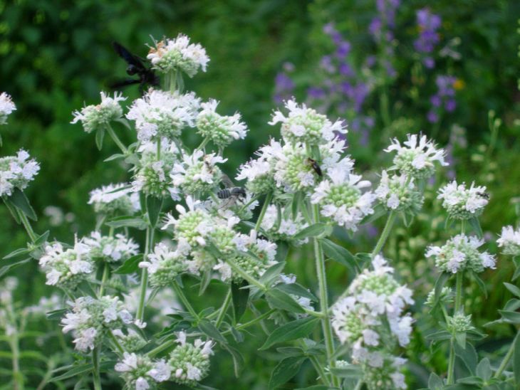 White Mountain Mint Flower Seeds for Planting - NON GMO Seeds
