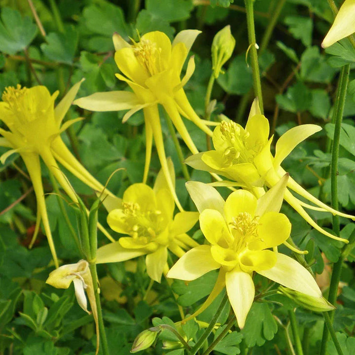 Aquilegia Chrysantha Flower Seeds – Heirloom, Non-GMO, Golden Columbine Blooms for Garden Planting