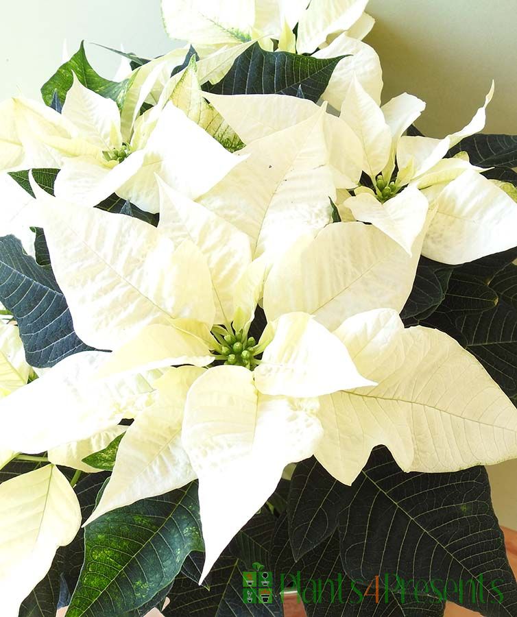 White Green Poinsettia Flower Seeds – Heirloom Non-GMO Seeds for Planting | Organic Garden Seeds | High Germination Blooms