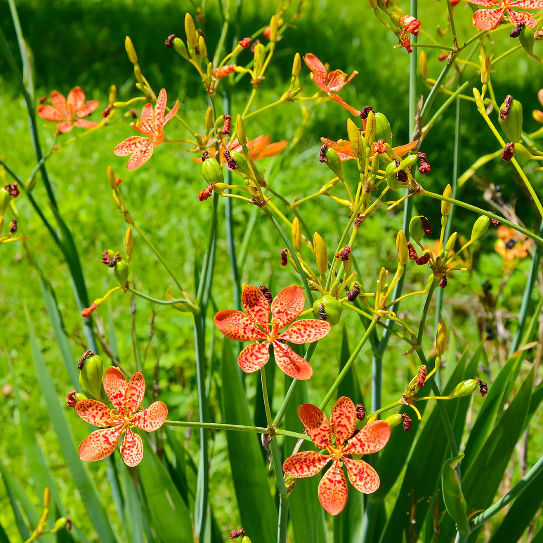 Blackberry Lily Flower Seeds – Heirloom Non-GMO Freckled Blooms for Unique Garden Planting