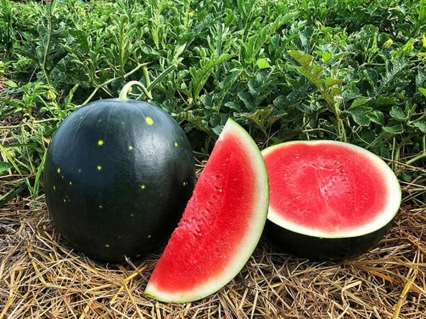 Black Watermelon Fruit Seeds – Sweet & Juicy Melons, Heirloom & Non-GMO Seeds for Garden Cultivation (100 pcs)