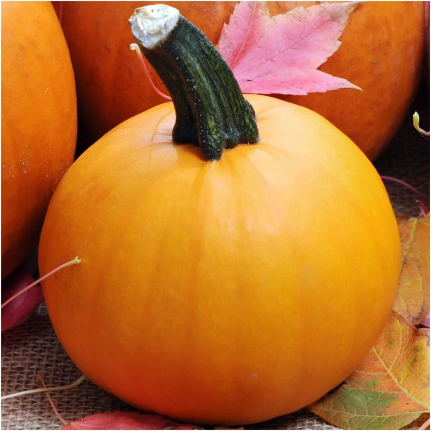 Baby Pam Pumpkin Seeds for Planting – Heirloom, Non-GMO, High Germination Organic Garden Seeds