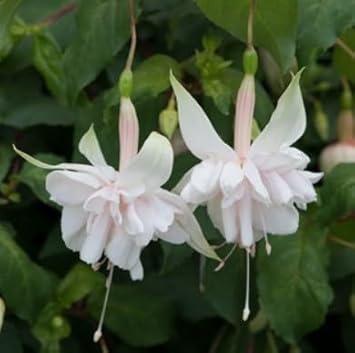 Flower Seeds, Seeds for Planting, Plant Seeds