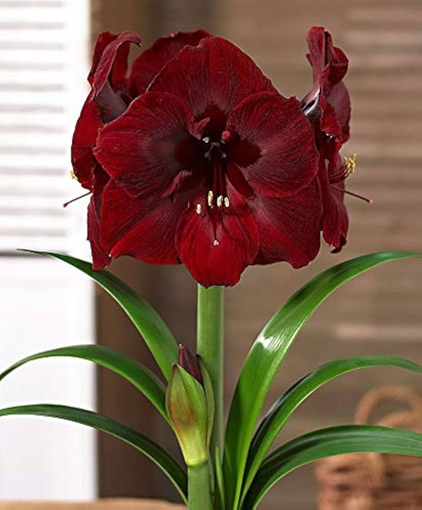 Burgundy Amaryllis Flower Seeds for Planting – Heirloom, Non-GMO, High Germination Organic Garden Seeds
