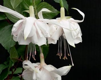 Flower Seeds, Seeds for Planting, Plant Seeds