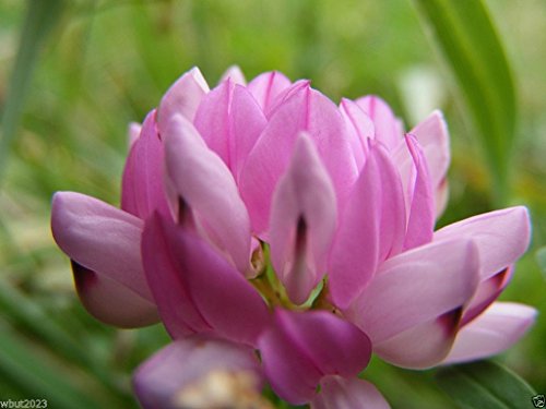 Crown Vetch Pink Flower Seeds for Planting – Heirloom, Non-GMO, High Germination Organic Garden Seeds