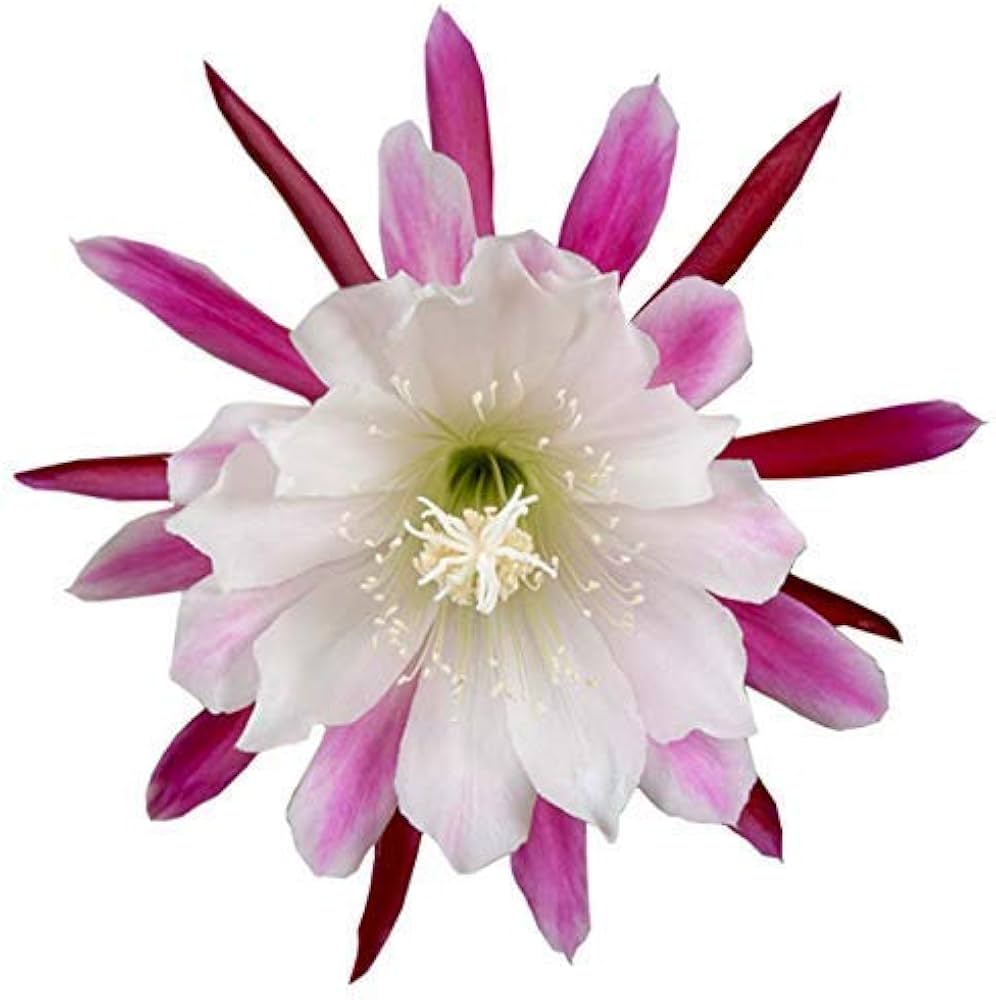 White Violet Epiphyllum Flower Seeds for Garden Planting – Heirloom, Non-GMO, High Germination Organic Seeds