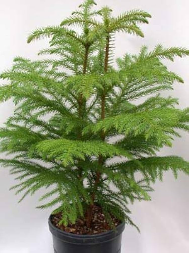 Green Araucaria Plant Seeds for Planting – Heirloom, Non-GMO, Organic Garden Seeds, High Germination