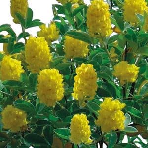 Flower Seeds, Seeds for Planting, Plant Seeds