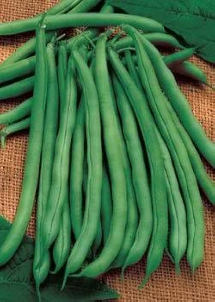 Heirloom Missouri Wonder Pole Bean Seeds – Climbing Green Beans for Planting, Non-GMO, Organic Garden Seeds