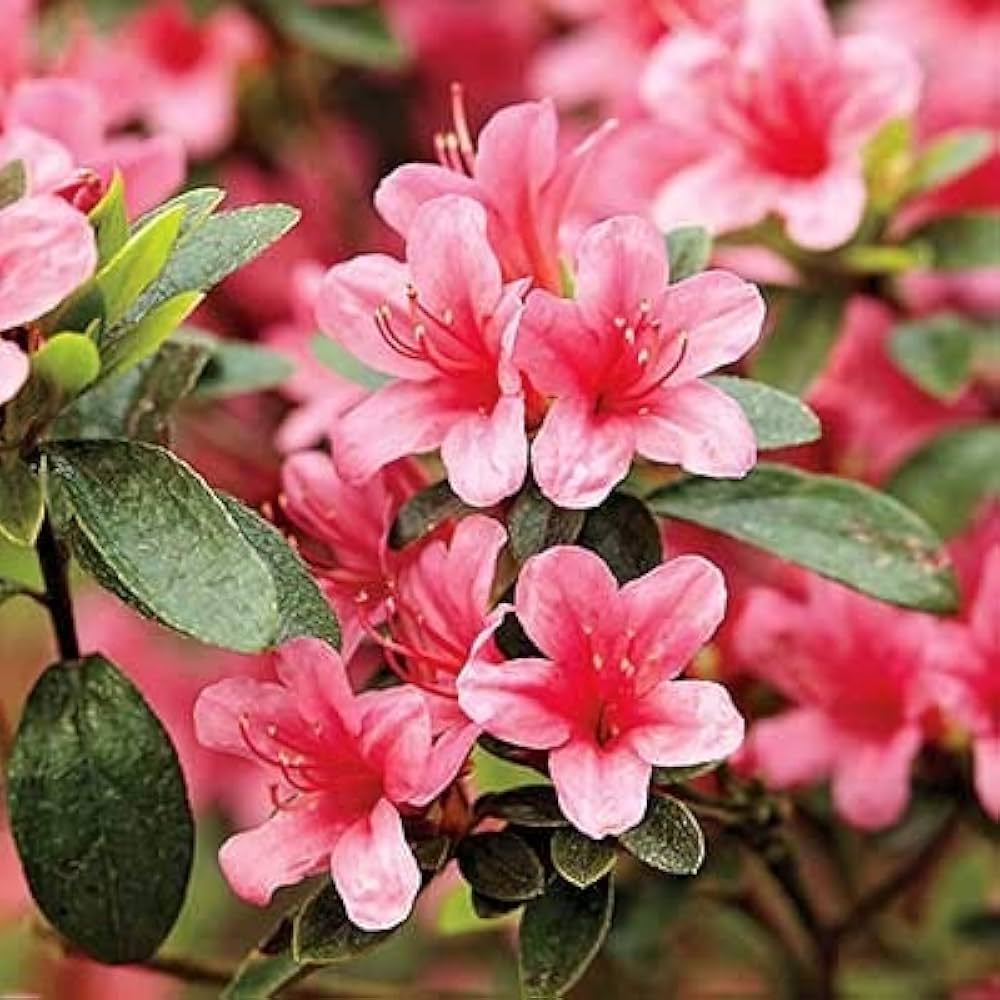 Azalea Pink Flower Seeds for Planting – Heirloom, Non-GMO, High Germination Organic Garden Seeds