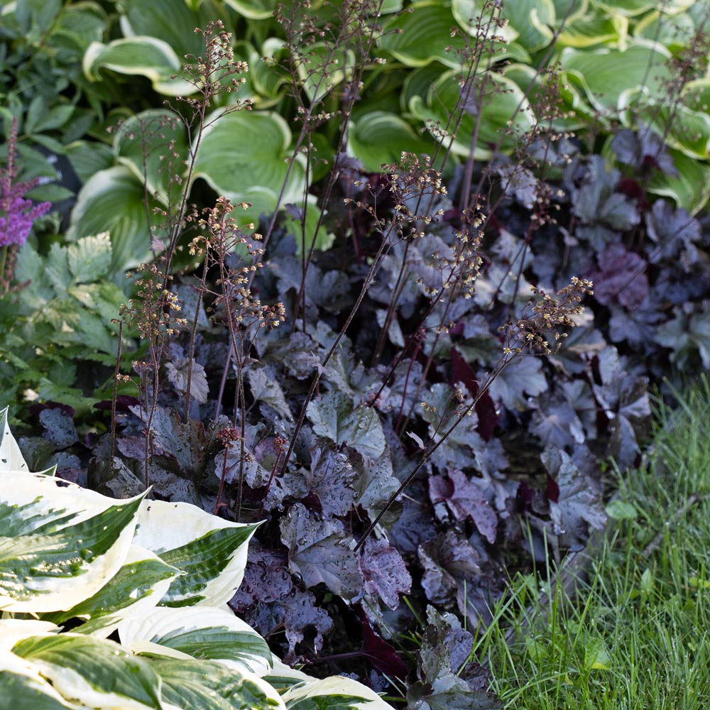 rare garden seeds Heirloom Black Obsidian Plant Seeds – Non-GMO – Neeraseeds