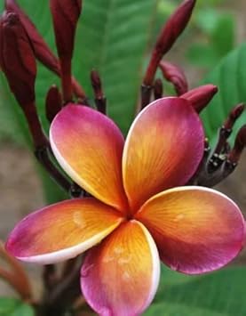 Purple Yellow Frangipani Flower Seeds – Heirloom Non-GMO Plumeria Seeds for  Planting & Fragrant Gardens